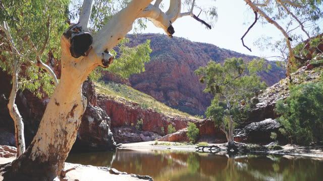 007-trek2cure-2026-larapinta-trail-004(2)